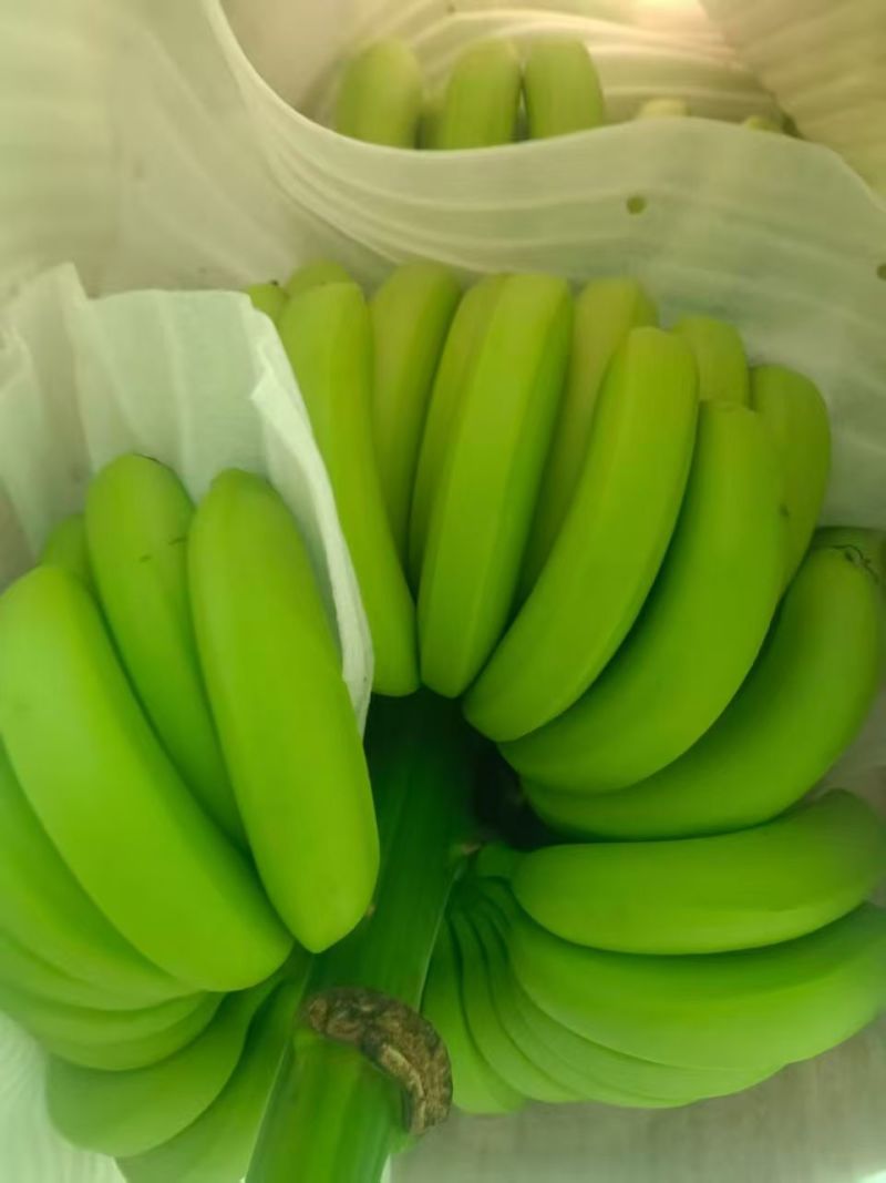 高山甜香蕉大量有货基地直供现摘现发品质优可对接商超欢迎咨