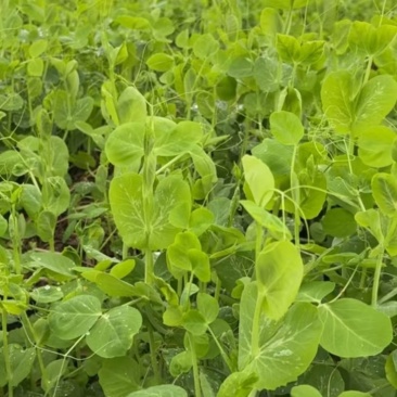 四川成都碗豆尖尖批量供货