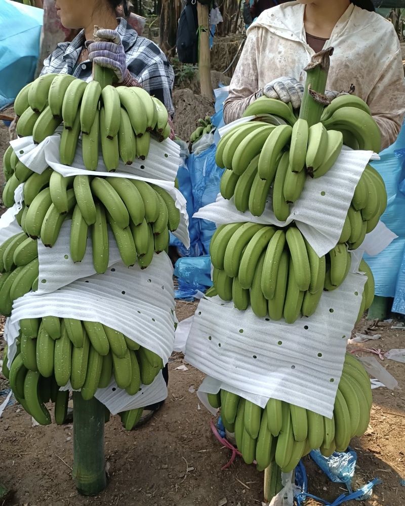 高山甜香蕉大量有货基地直供现摘现发品质优可对接商超欢迎咨