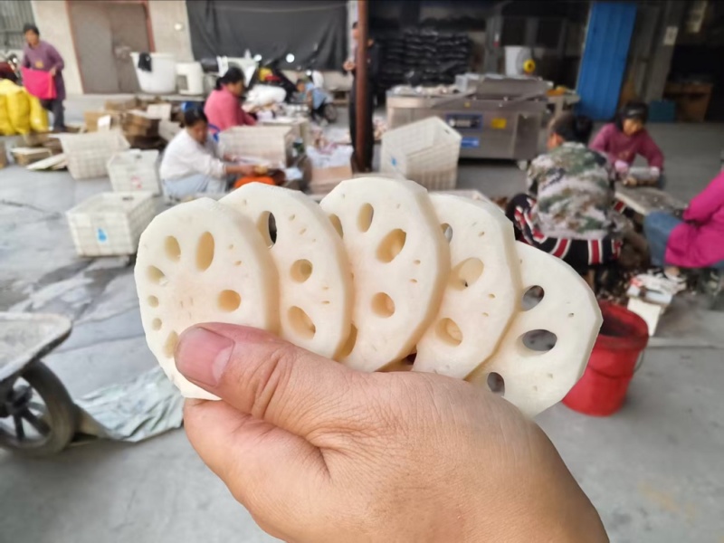 莲藕3735白莲藕陕西万亩基地量大从优可对接全国电商店
