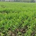 四川成都碗豆尖尖批量供货