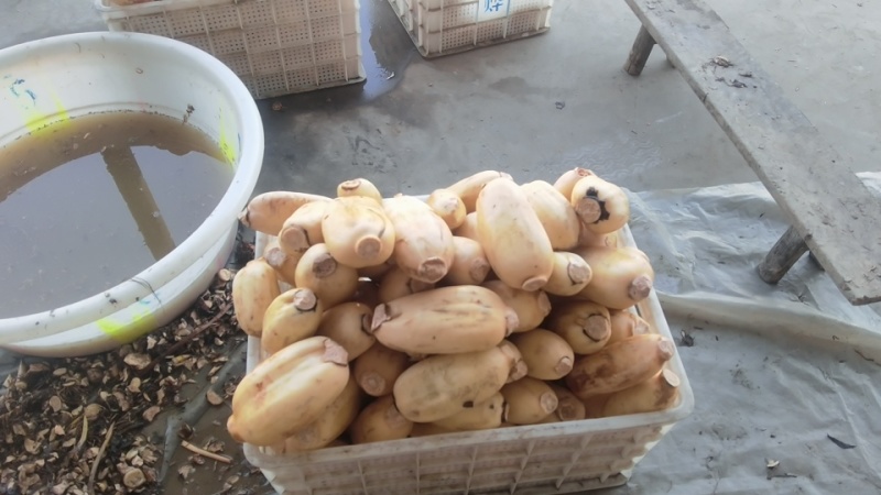 莲藕3735白莲藕陕西万亩基地量大从优可对接全国电商店