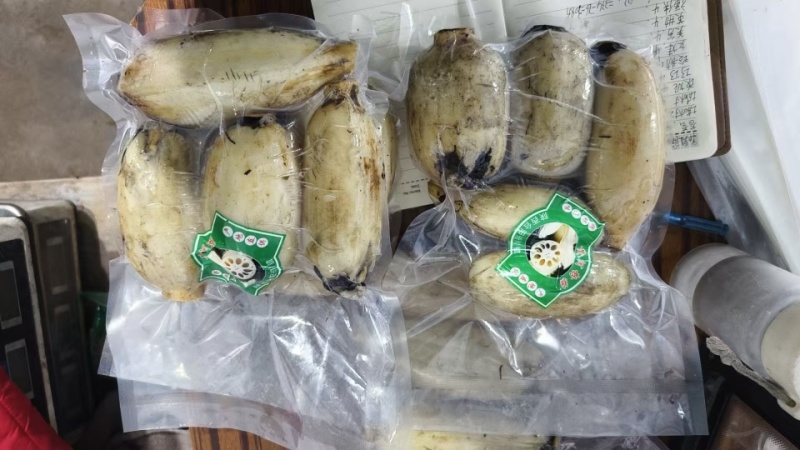 莲藕3735白莲藕陕西万亩基地量大从优可对接全国电商店