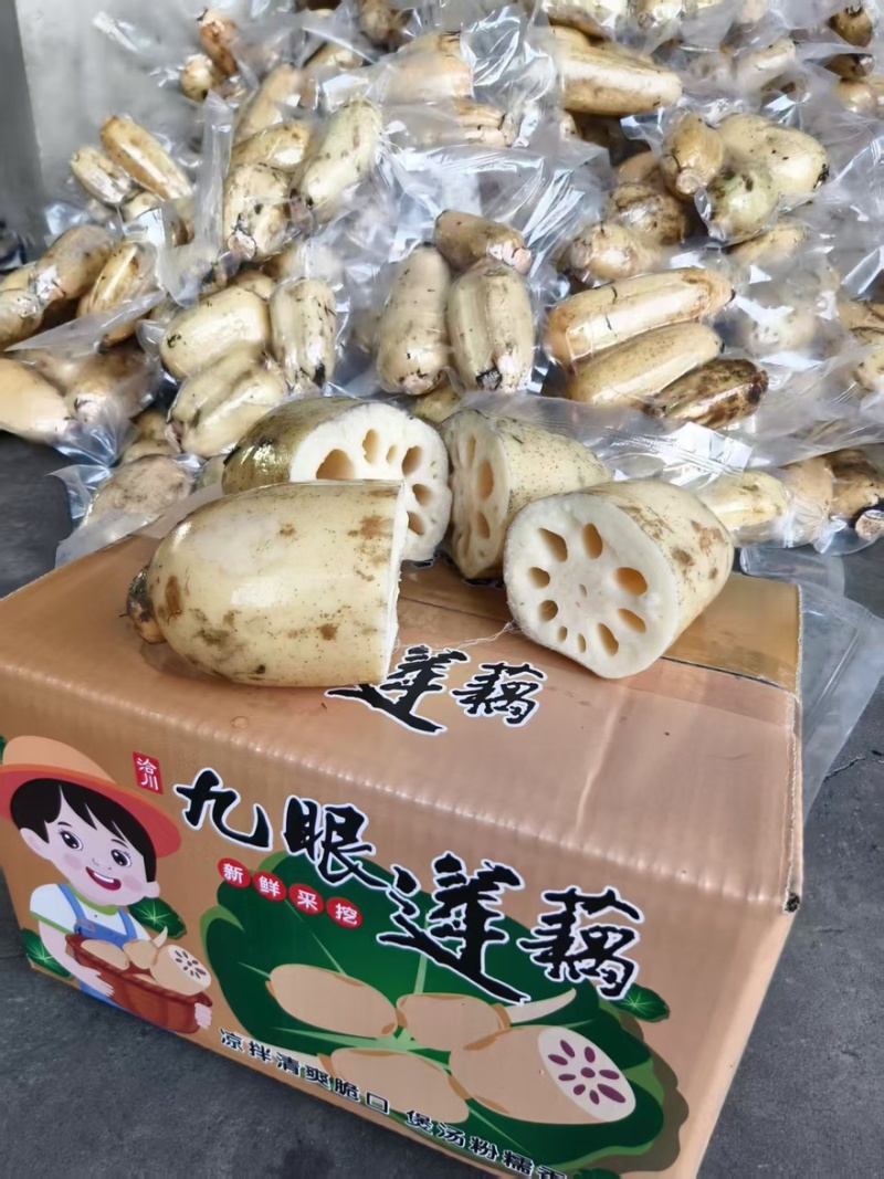 莲藕3735白莲藕陕西万亩基地量大从优可对接全国电商店