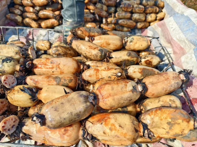莲藕3735白莲藕陕西万亩基地量大从优可对接全国电商店