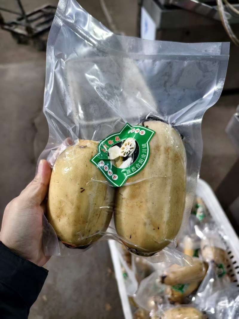 莲藕3735白莲藕陕西万亩基地量大从优可对接全国电商店