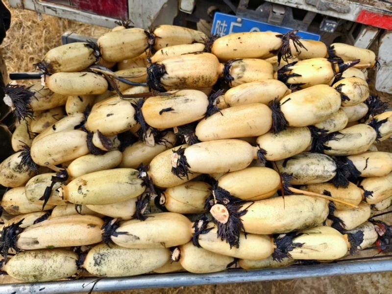 莲藕3735白莲藕陕西万亩基地量大从优可对接全国电商店