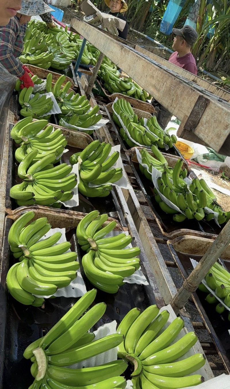 高山甜香蕉大量有货基地直供现摘现发品质优可对接商超欢迎咨