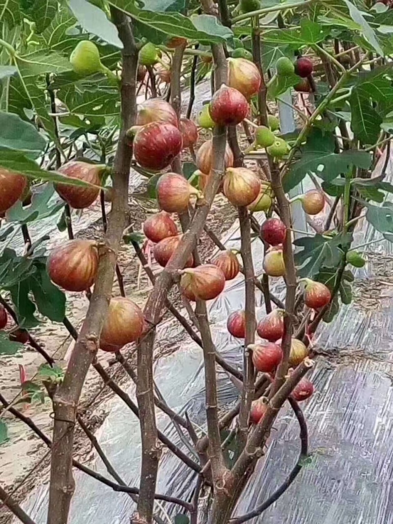 大量出售无花果苗布兰瑞克波姬红品种齐全价格优惠
