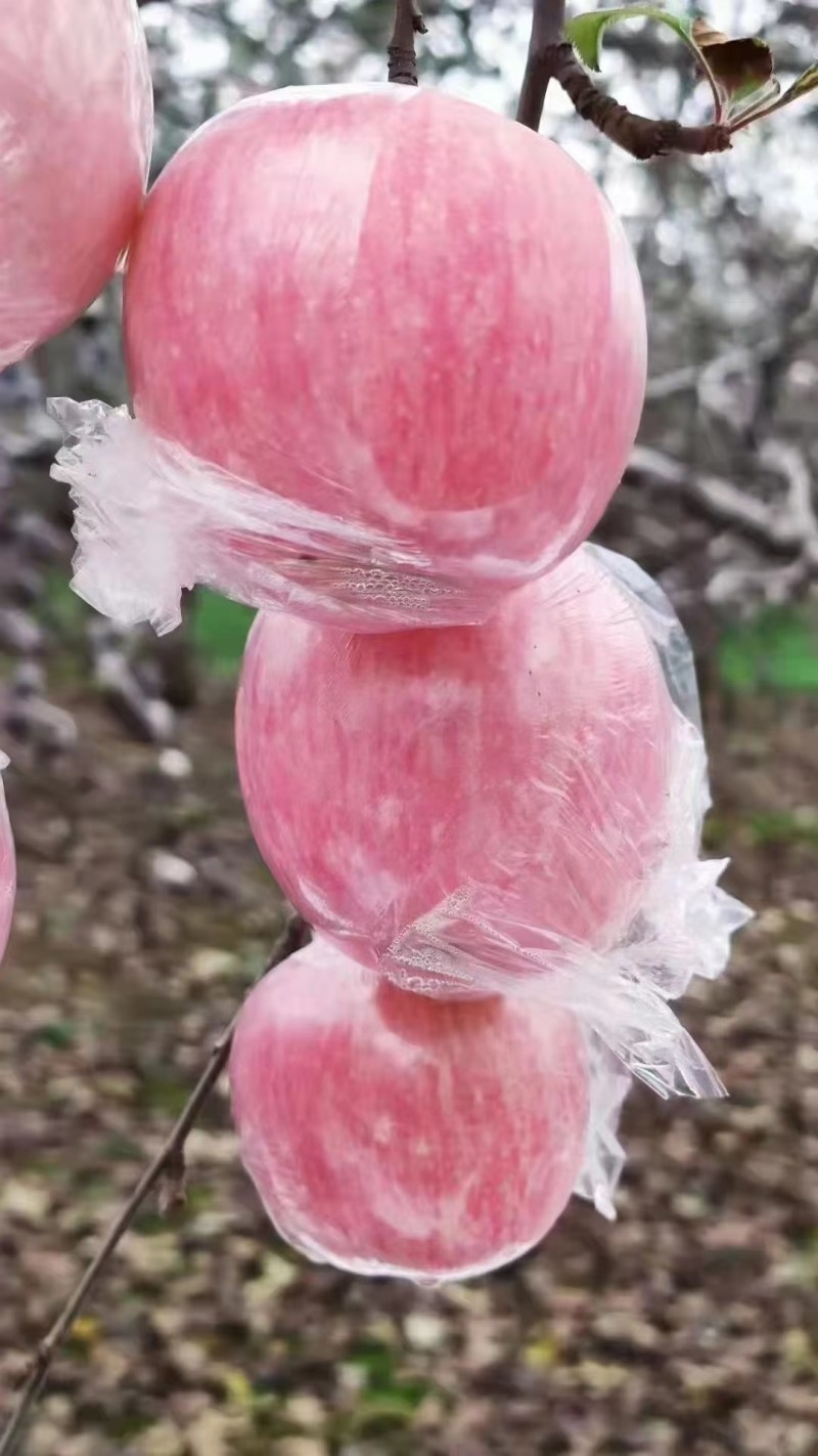 陕西苹果