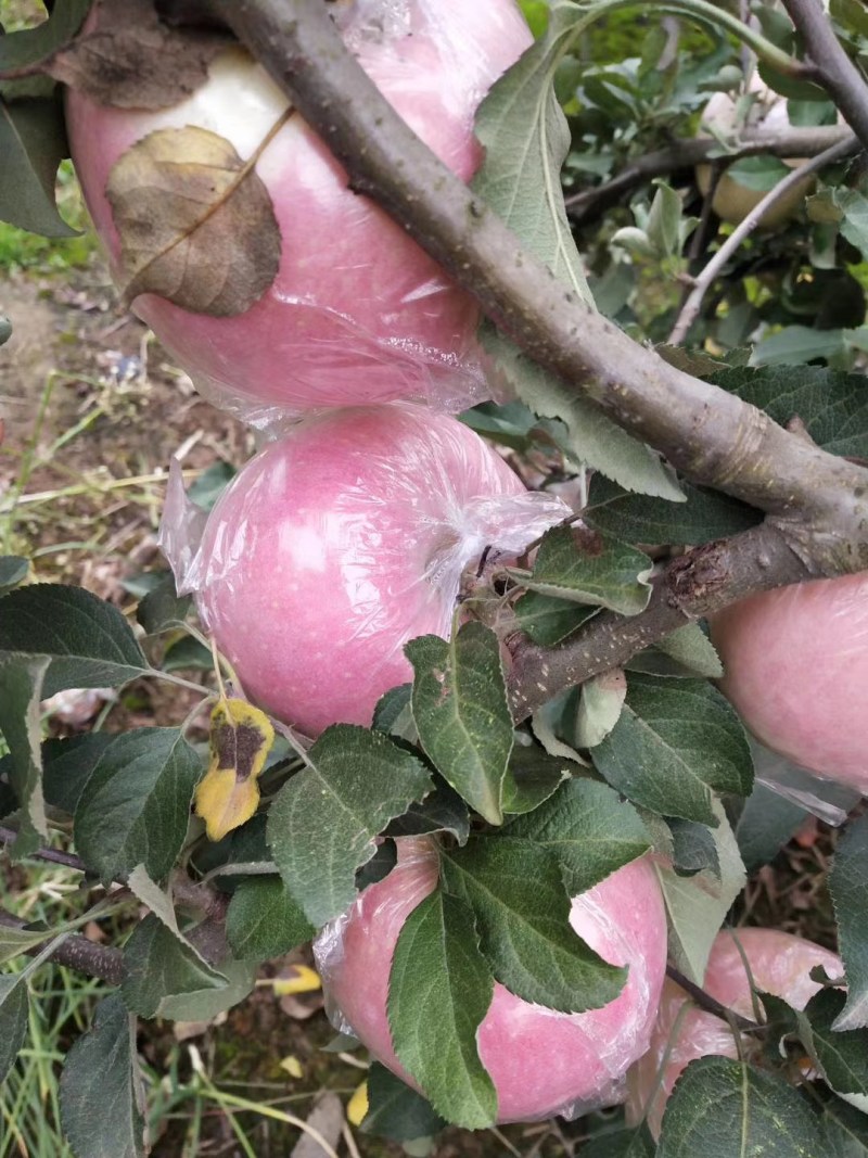 陕西苹果