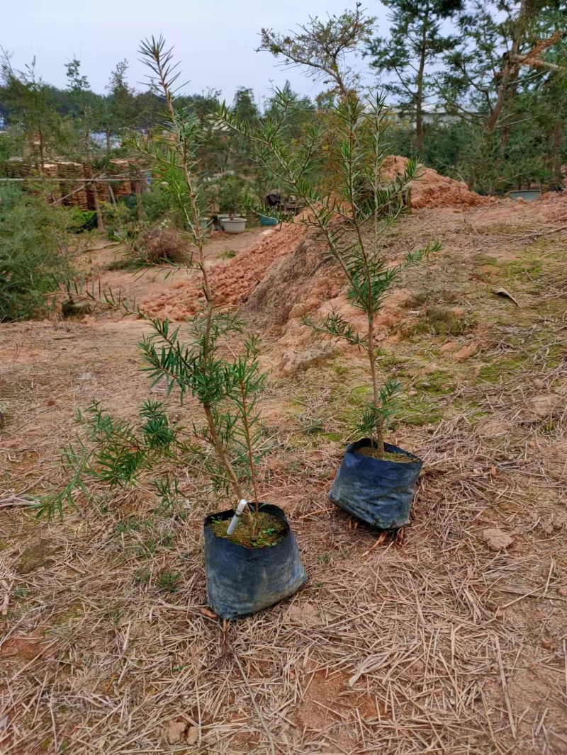 杜松苗，场地，大量供应，杜松，造型榕，袋苗及各种规格