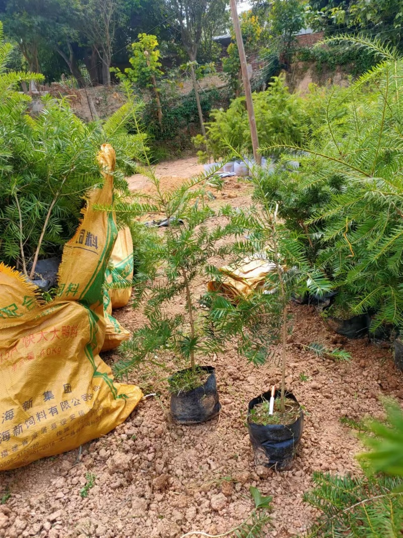 杜松苗，场地，大量供应，杜松，造型榕，袋苗及各种规格