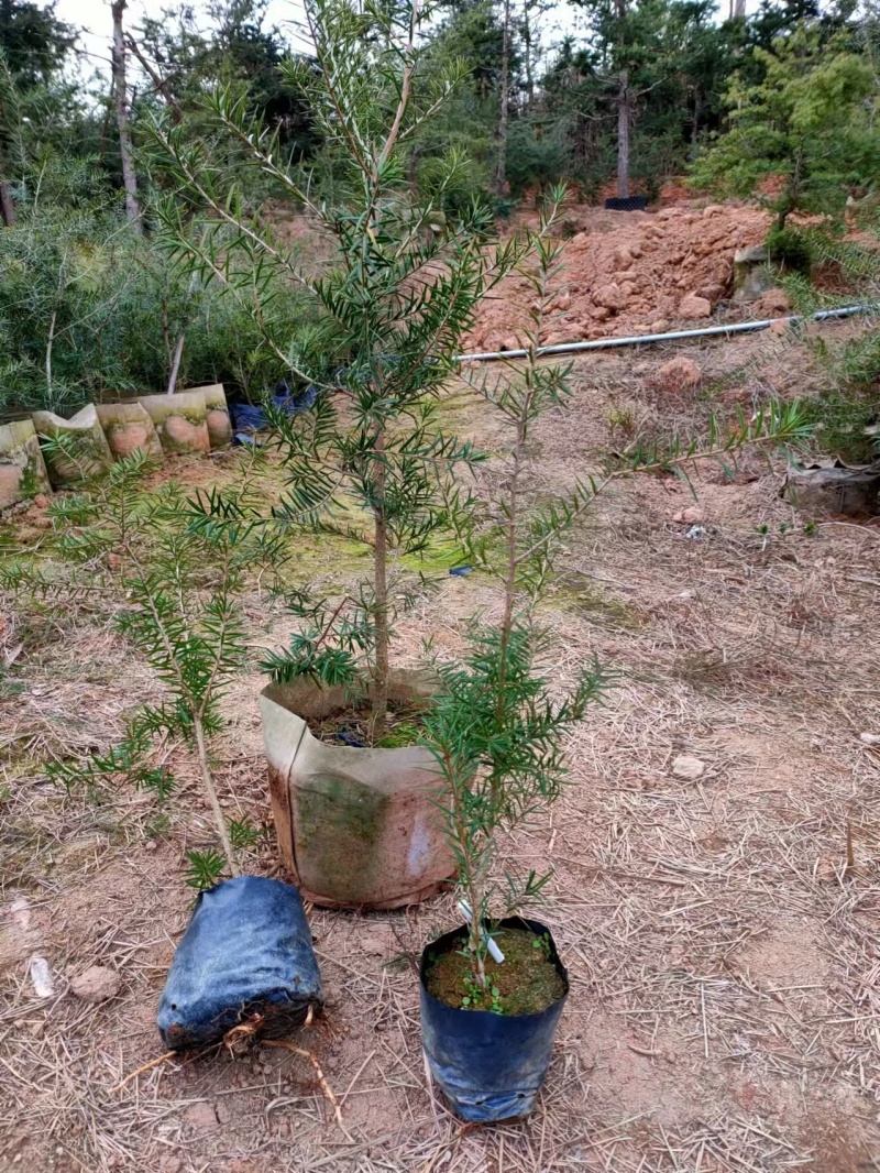 杜松苗，场地，大量供应，杜松，造型榕，袋苗及各种规格