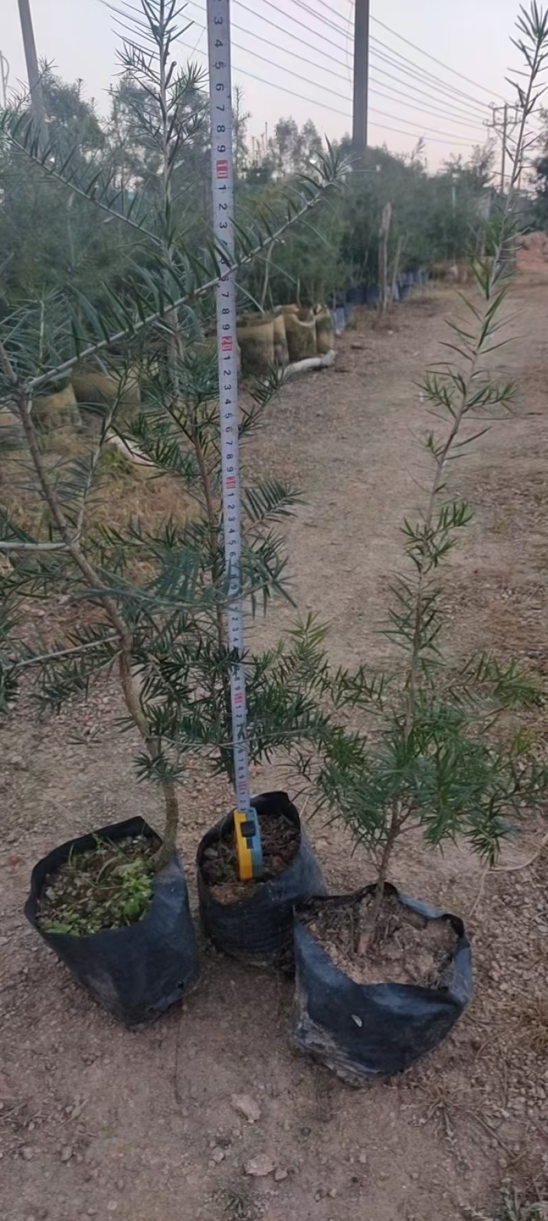 杜松苗，场地，大量供应，杜松，造型榕，袋苗及各种规格