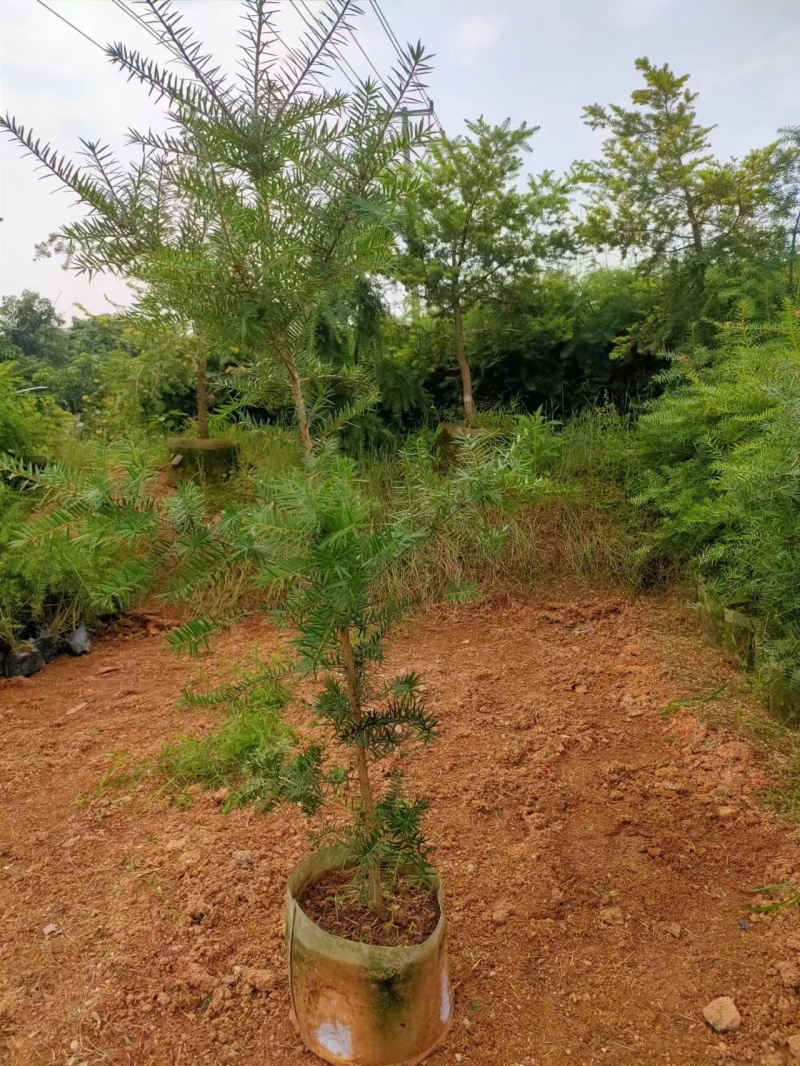 杜松苗，场地，大量供应，杜松，造型榕，袋苗及各种规格