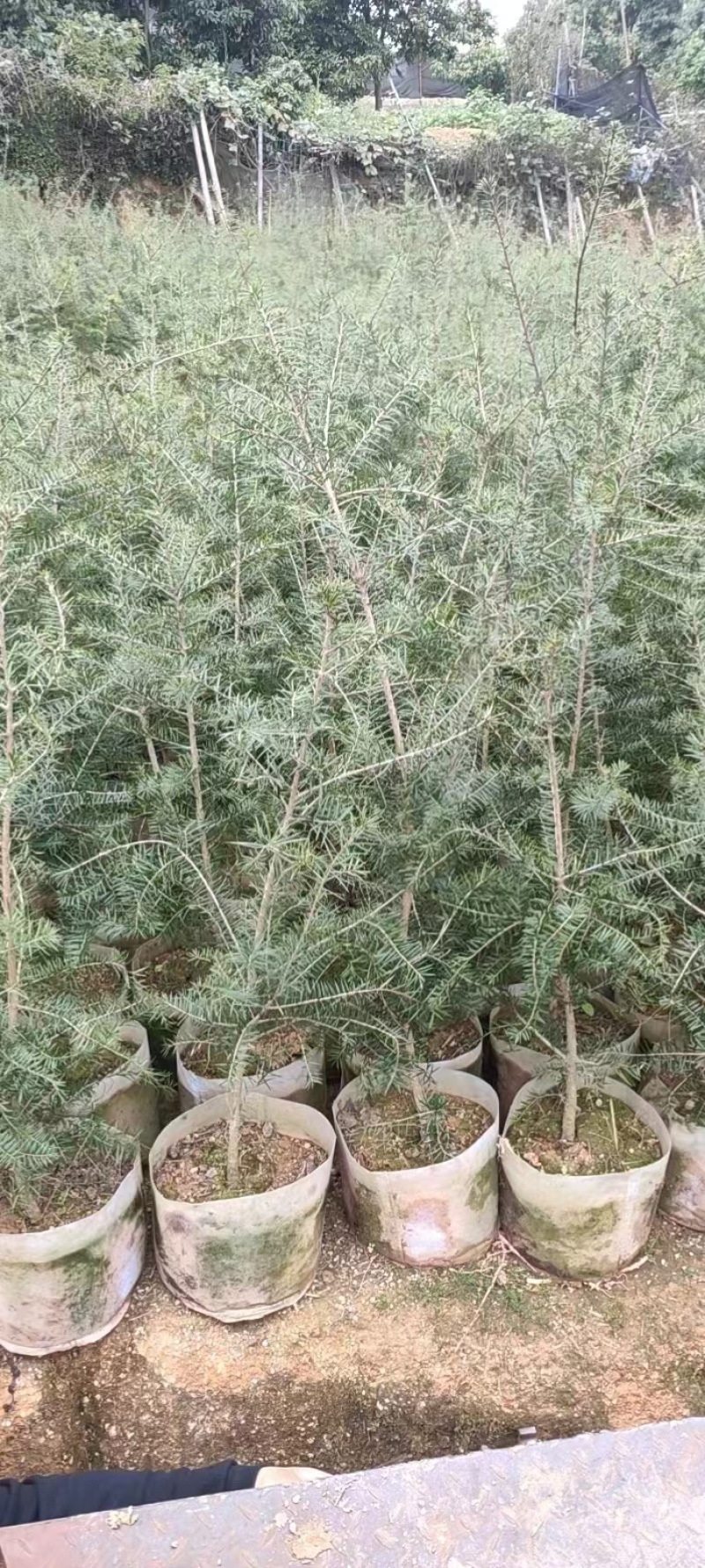 杜松苗，场地，大量供应，杜松，造型榕，袋苗及各种规格