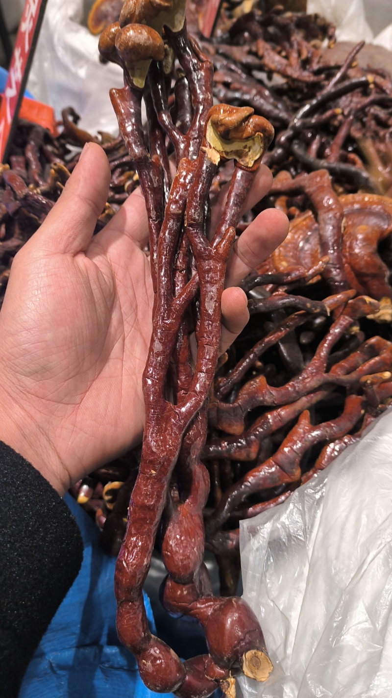 灵芝草灵芝包邮质量保证诚信经营量大从优