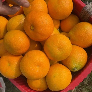 大量爱媛果冻橙，批发价，无水伤，有需要的老板赶紧联系我