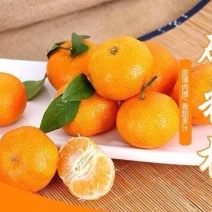 砂糖橘供应电商团购，渠道，商超，快递一件代发，品质保证