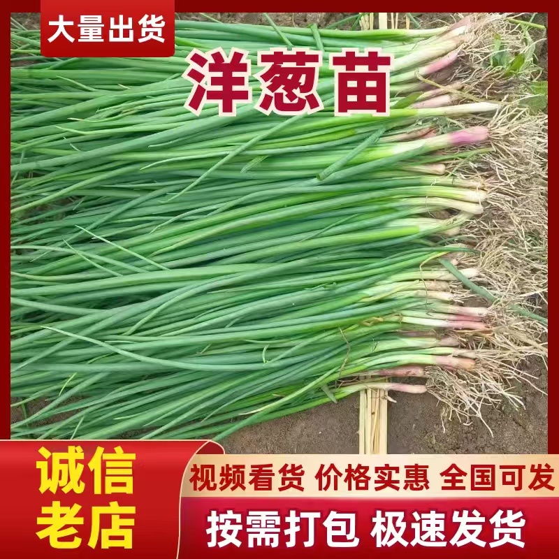河西二红、紫皮优质洋葱苗，高圆型，一手货源，全国发货