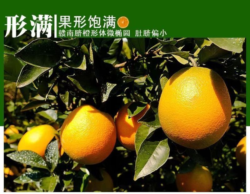 赣南脐橙，整车走，零批，代办，一件代发。