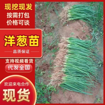 早、中晚熟洋葱苗。基地育苗，全国发货，价格合理，包回收