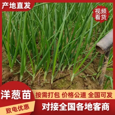 二红、紫红优质洋葱苗，高产抗病抗抽苔，基地发货，包回收