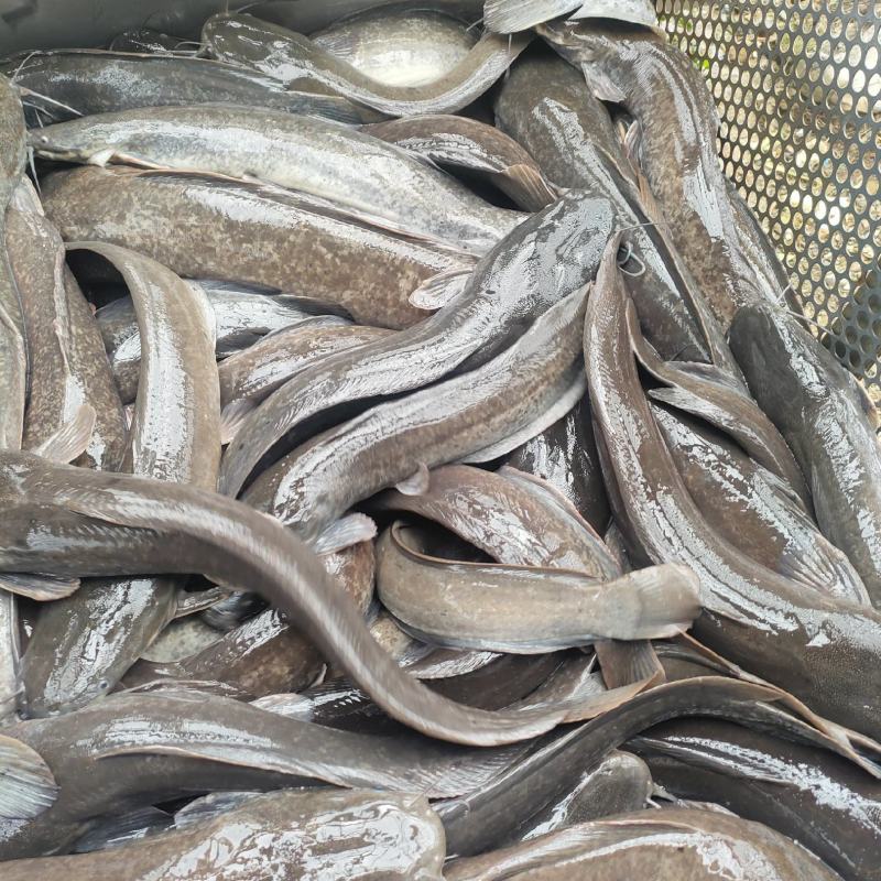 大量批发成品埃及塘角鱼1-6斤规格，需要的联系