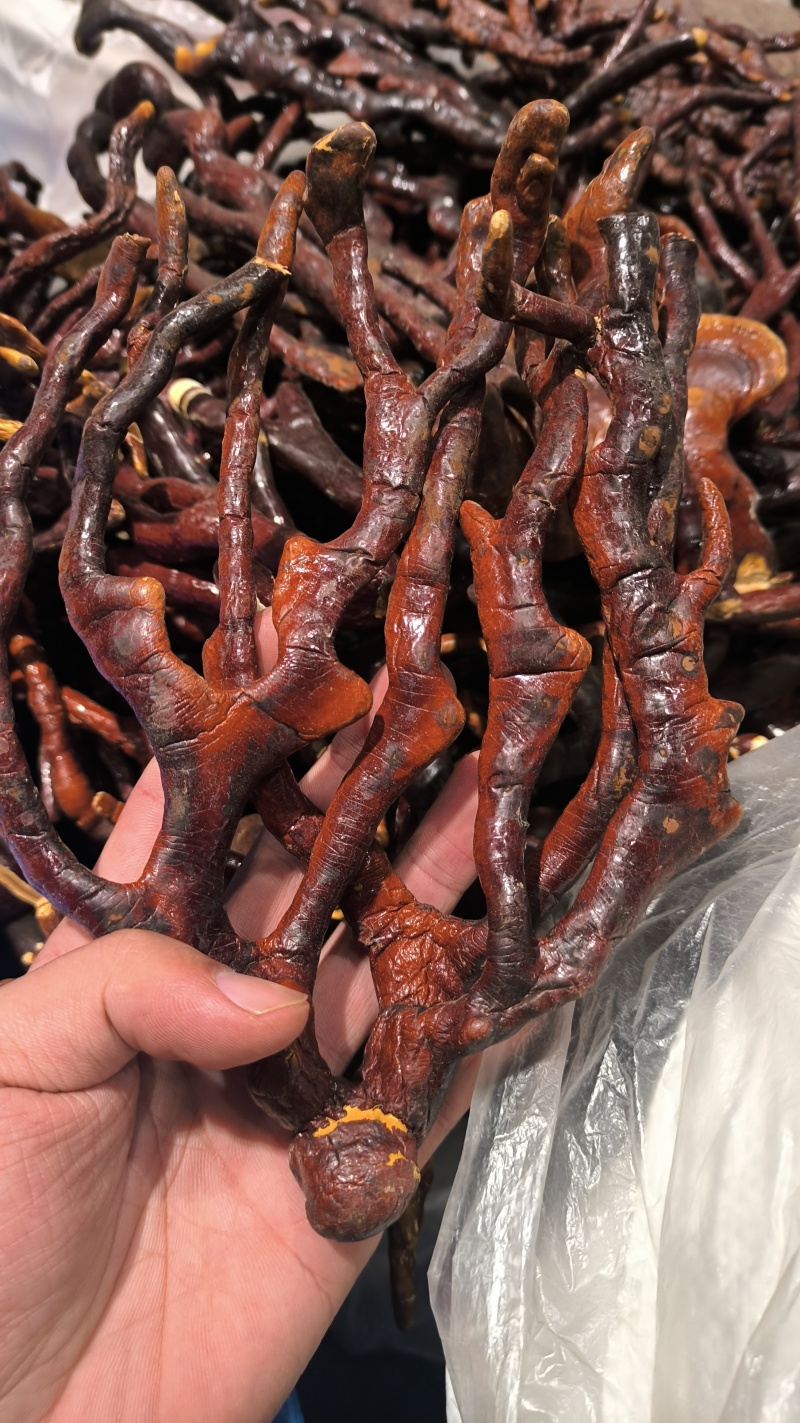 灵芝草灵芝包邮质量保证诚信经营量大从优