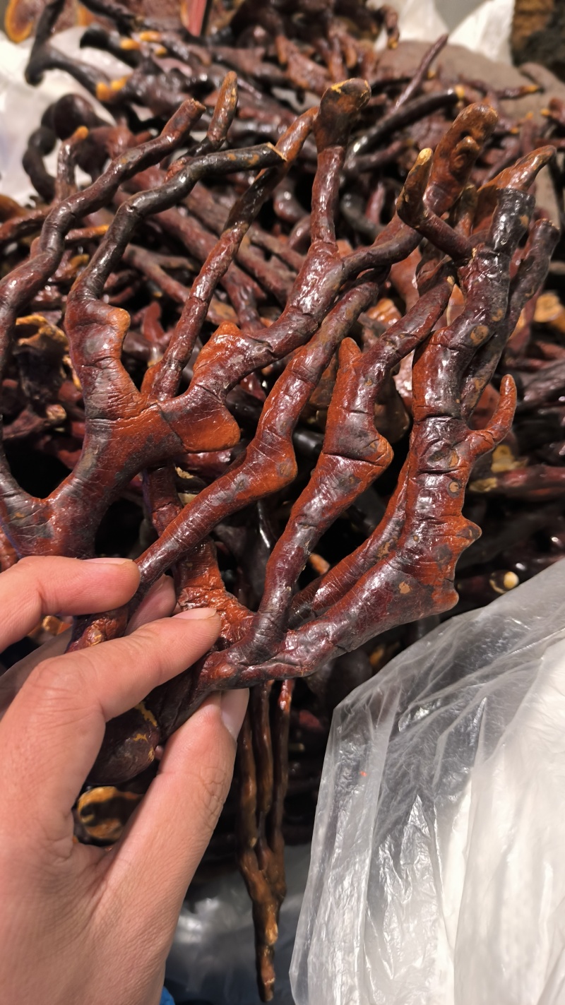 灵芝草灵芝包邮质量保证诚信经营量大从优