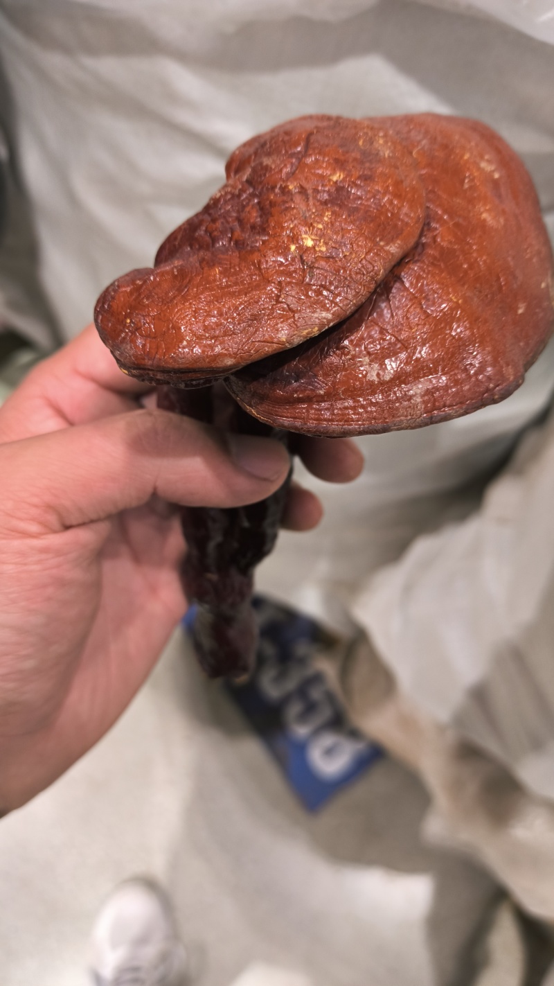 灵芝草灵芝包邮质量保证诚信经营量大从优