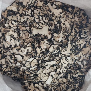 中药材猪苓
