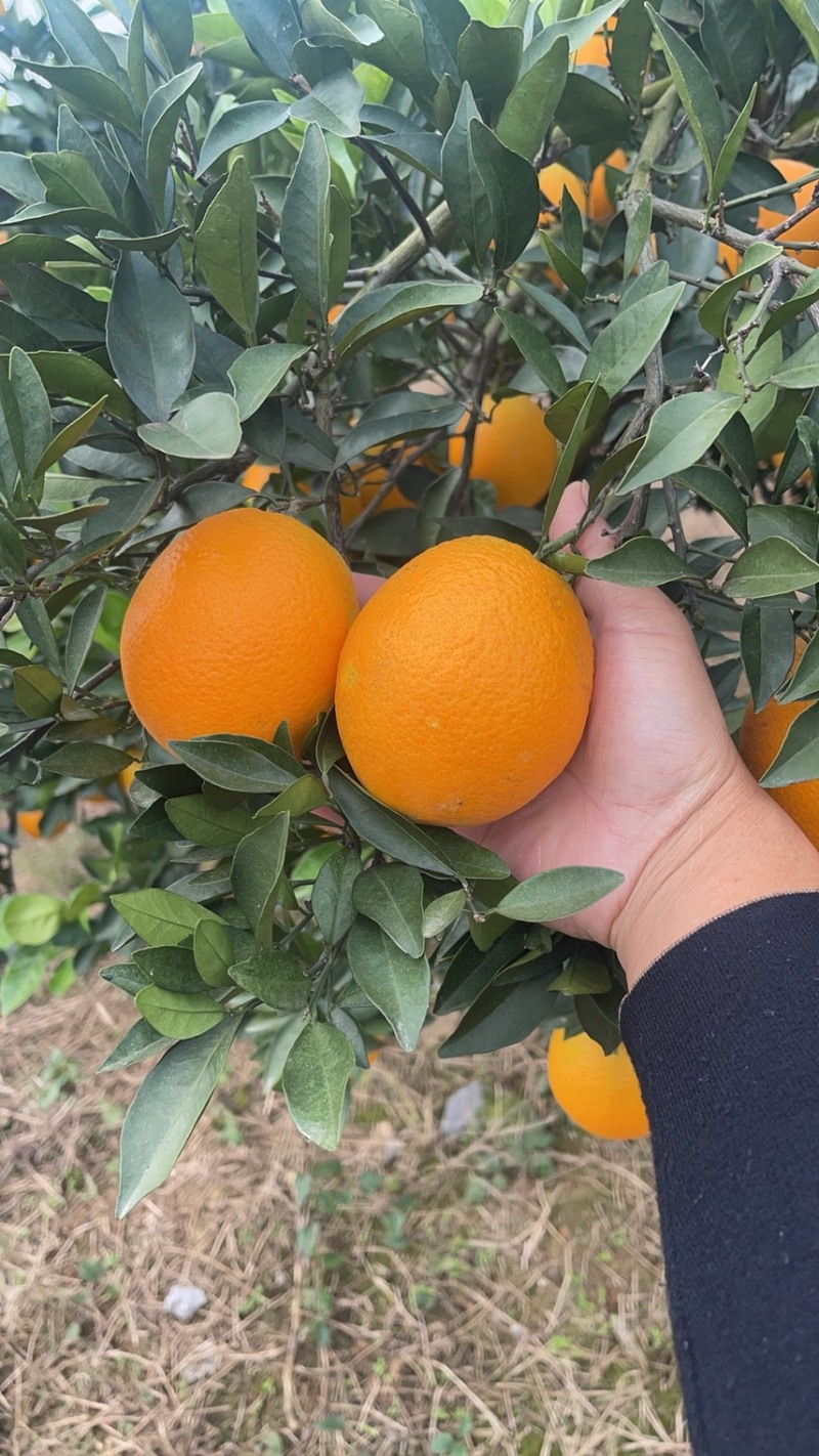 湖北宜昌枝江纽荷尔脐橙大量上市产地直发鲜甜多汁