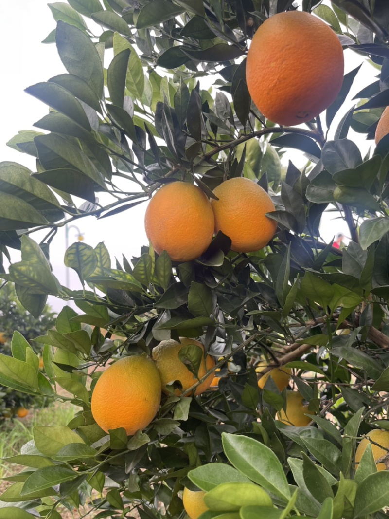 湖北宜昌枝江纽荷尔脐橙大量上市产地直发鲜甜多汁