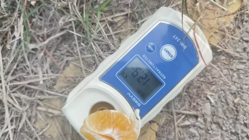 湖北宜昌枝江纽荷尔脐橙大量上市产地直发鲜甜多汁