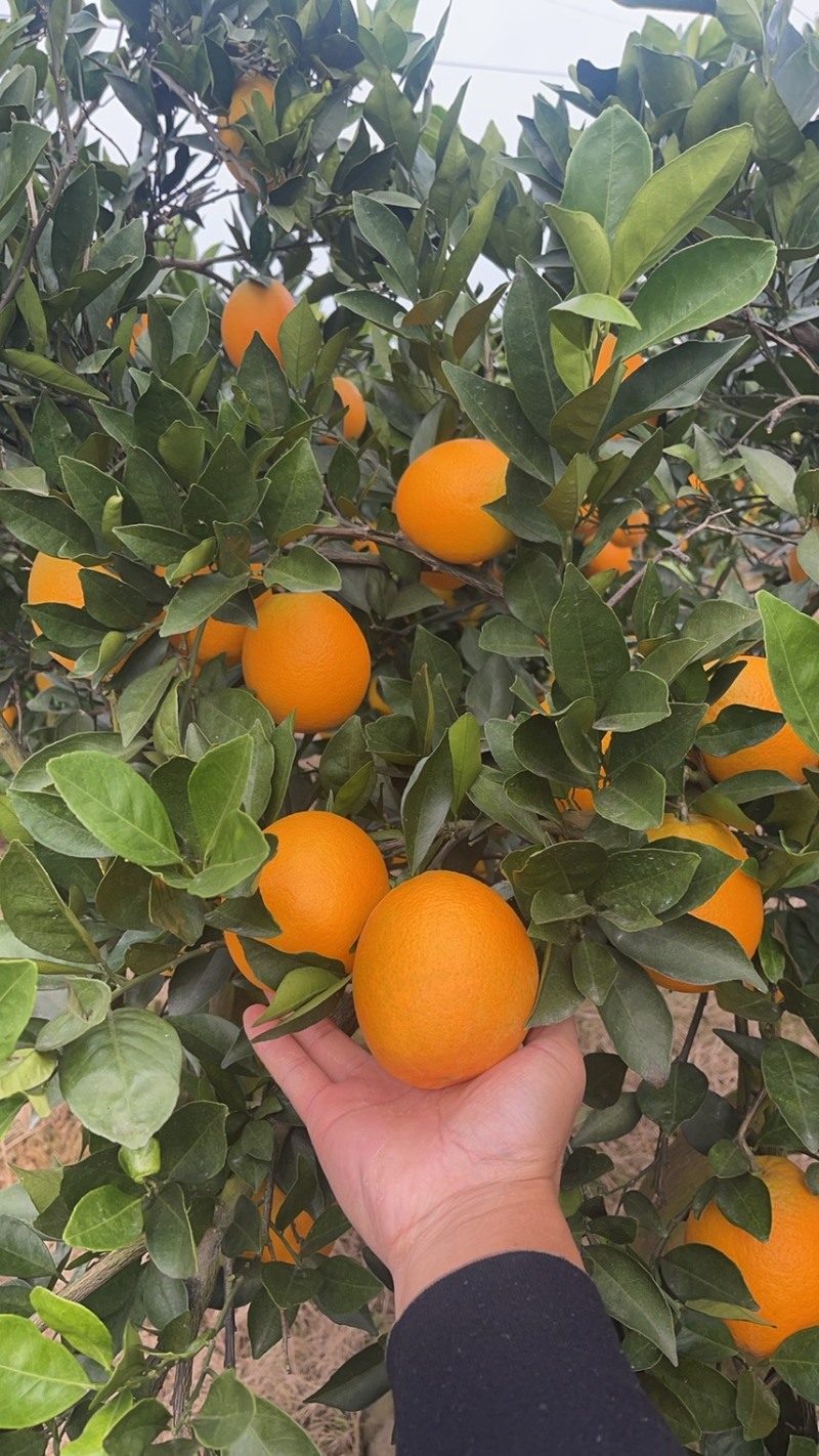 湖北宜昌枝江纽荷尔脐橙大量上市产地直发鲜甜多汁