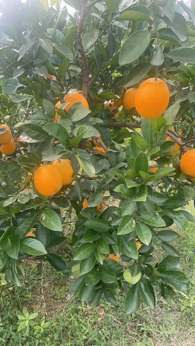 湖北宜昌枝江纽荷尔脐橙大量上市产地直发鲜甜多汁
