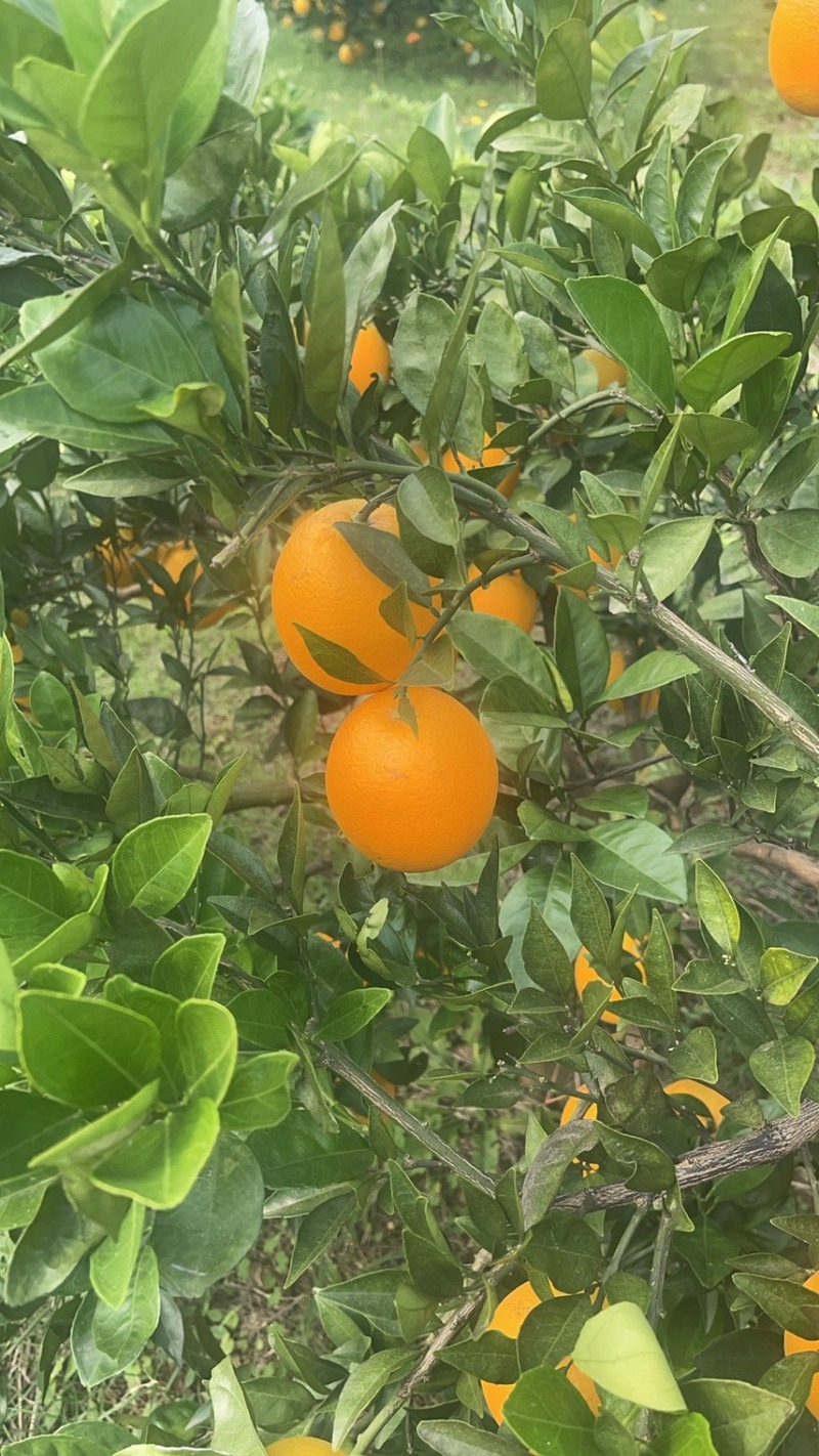湖北宜昌枝江纽荷尔脐橙大量上市产地直发鲜甜多汁