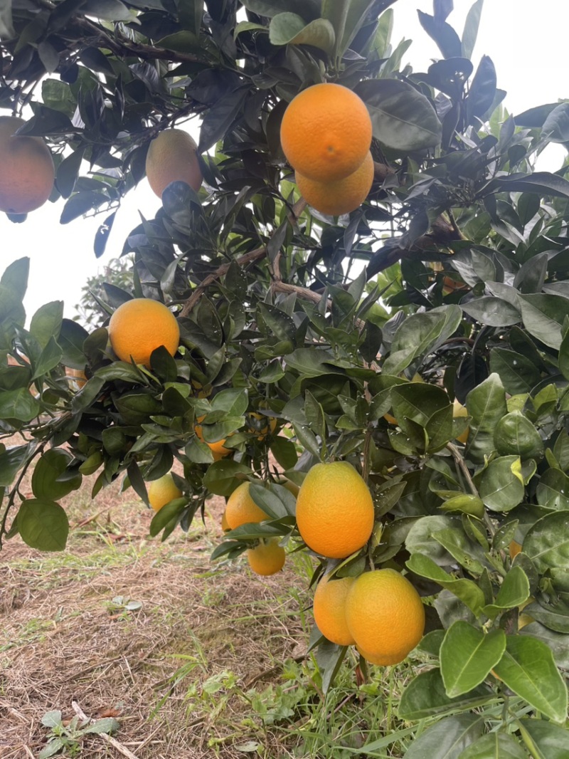湖北宜昌枝江纽荷尔脐橙大量上市产地直发鲜甜多汁