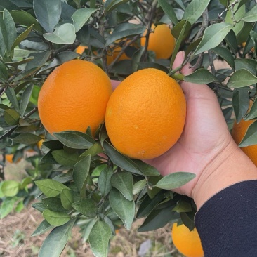 湖北宜昌枝江纽荷尔脐橙大量上市产地直发鲜甜多汁