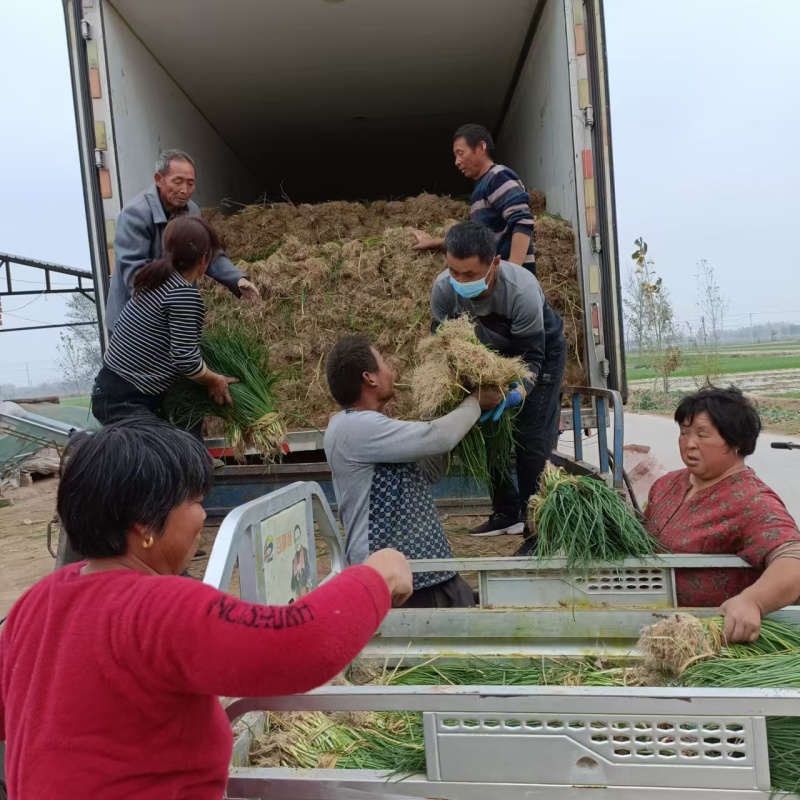 【种植专用苗】基地直发精品高产优质紫皮洋葱苗黄皮洋葱苗
