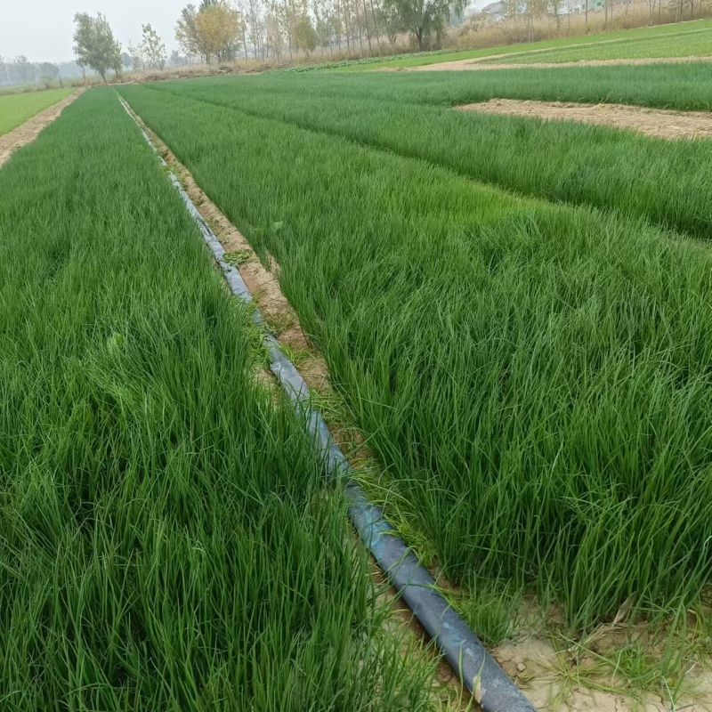 【种植专用苗】基地直发精品高产优质紫皮洋葱苗黄皮洋葱苗