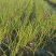 【种植专用苗】基地直发精品高产优质紫皮洋葱苗黄皮洋葱苗