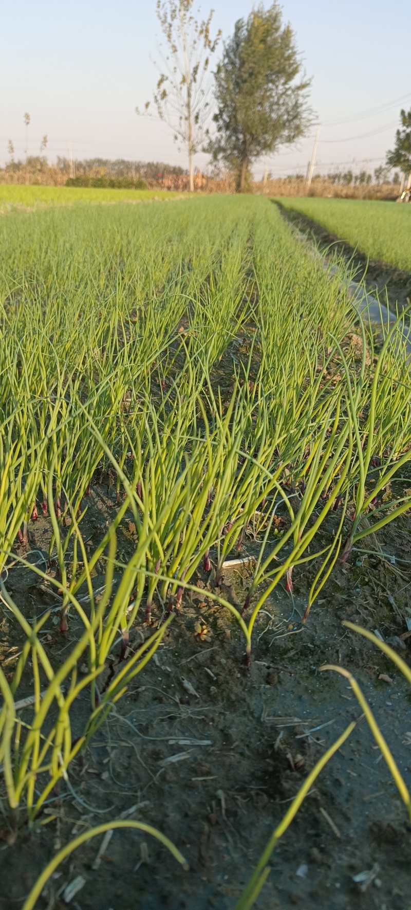 【种植专用苗】基地直发精品高产优质紫皮洋葱苗黄皮洋葱苗