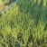 【种植专用苗】基地直发精品高产优质紫皮洋葱苗黄皮洋葱苗