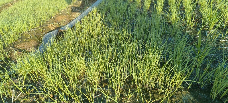 【种植专用苗】基地直发精品高产优质紫皮洋葱苗黄皮洋葱苗