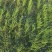 【种植专用苗】基地直发精品高产优质紫皮洋葱苗黄皮洋葱苗