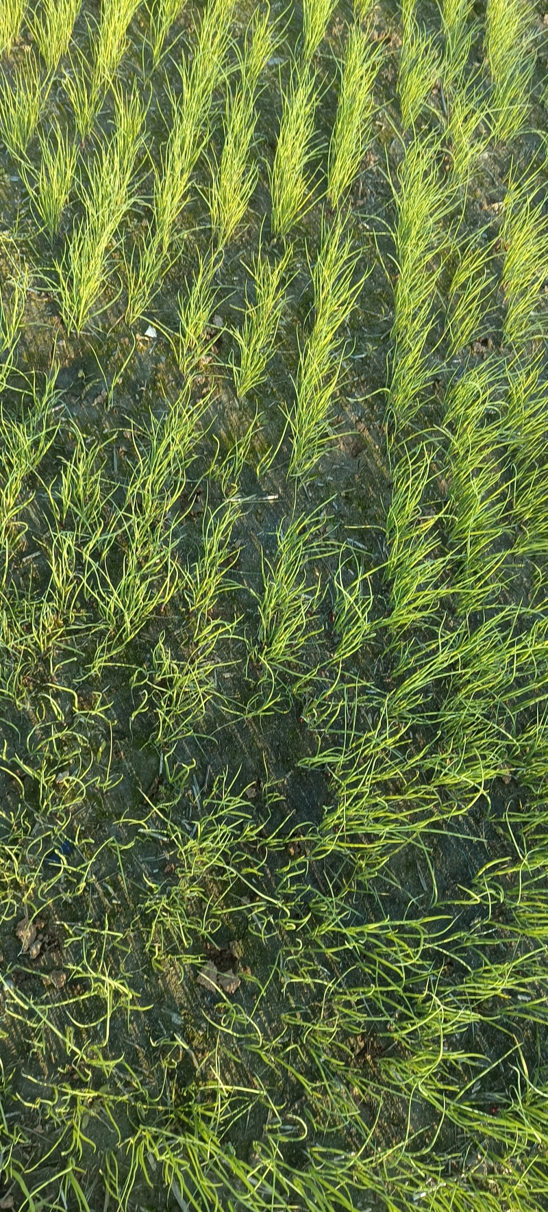 【种植专用苗】基地直发精品高产优质紫皮洋葱苗黄皮洋葱苗
