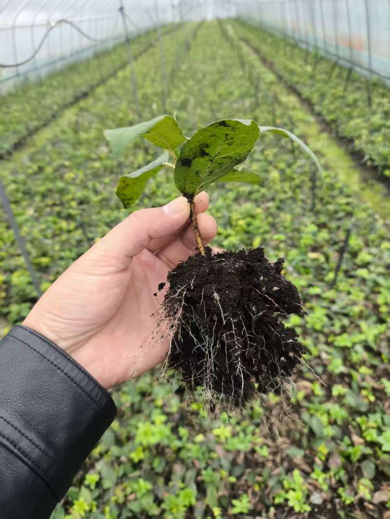 北美冬青芽苗，北美冬青穴盘苗基地直发欢迎采购